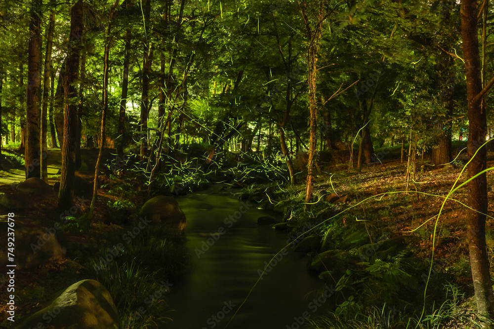 Obraz premium 万力公園のホタル