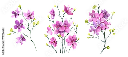 A set of illustrations, spring flowers. A flowering branch, similar to sakura. Siberian plant, watercolor illustration.