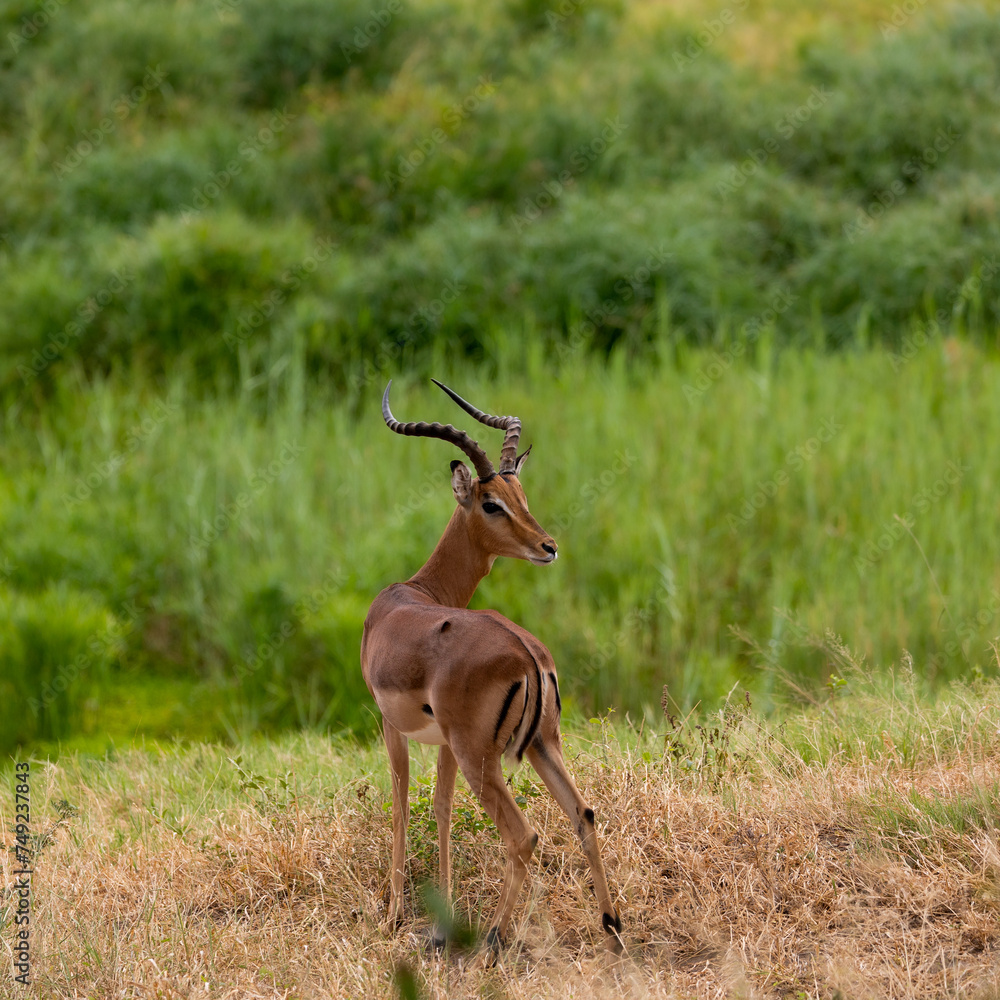 Naklejka premium impala looking back in the wild