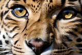Up close and personal with perfect leopard in natural habitat. Showcasing fierce and beautiful gaze as wild predator in exotic natural world. Animal themes wildlife concept. Copy ad text space. Gen Ai