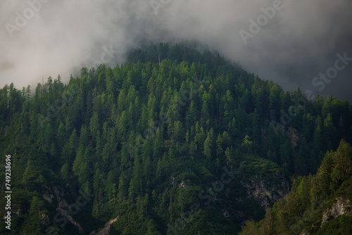 Ein grüner Nadelwald auf einem Fels an einem Berghang am frühen Morgen mit Nebelschwaden über der oberen Waldregion