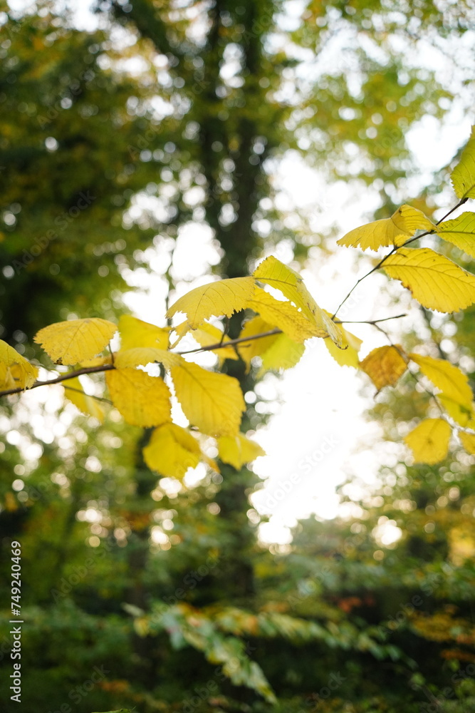 Vibrant and tranquil nature in Denmark Vibrant and tranquil nature in Denmark
