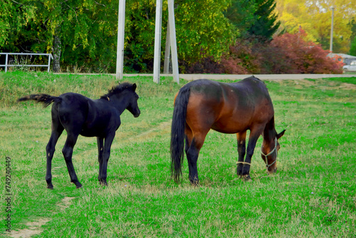 A beautiful horse with a foal in the field. A herd of horses, mares grazing in a green meadow. Beautiful mane. They eat grass. Close-up.Postcard. The concept of animal breeding.  © ELENA