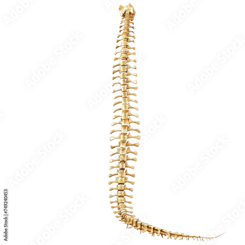 Spinal Harmony isolated on transparent background