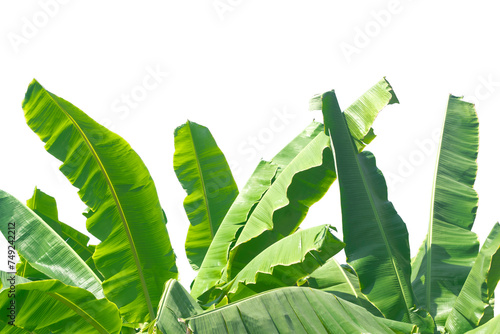 Banana leaf isolated on white background. Group of green growing banana leaves plants in tropical farm garden.