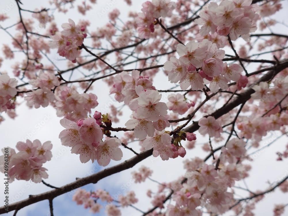 cute cherry blossom in spring cute cherry blossom in spring