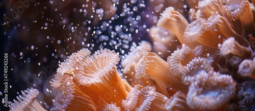 A detailed view showcasing the vibrant colors and intricate structures of an orange and white coral, possibly Acropora species, on Magnetic Island. The corals unique patterns and textures are © 2rogan