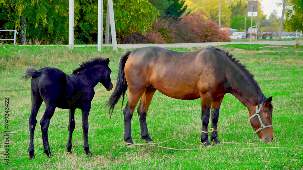 A beautiful horse with a foal in the field. A herd of horses, mares grazing in a green meadow. Beautiful mane. They eat grass. Close-up.Postcard. The concept of animal breeding. A beautiful horse with a foal in the field. A herd of horses, mares grazing in a green meadow. Beautiful mane. They eat grass. Close-up.Postcard. The concept of animal breeding.