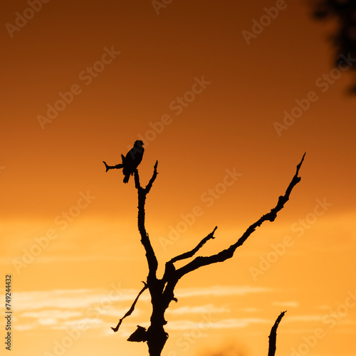 An eagle silhouette at sunrise