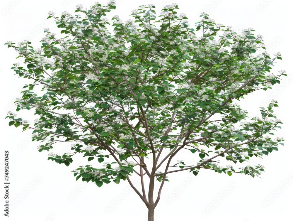 Tree With Green Leaves on White Background Tree With Green Leaves on White Background
