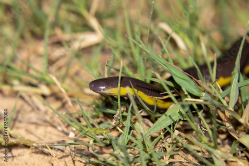 Koh Tao Caecilian (Ichthyophis kohtaoensis) in grass in natural habitat