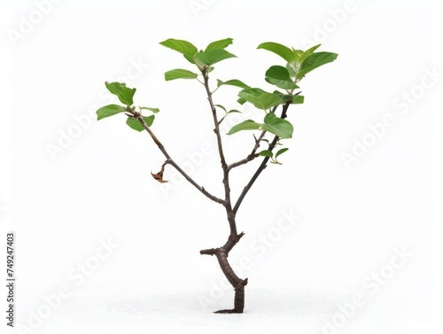 Small Tree With Green Leaves on White Background