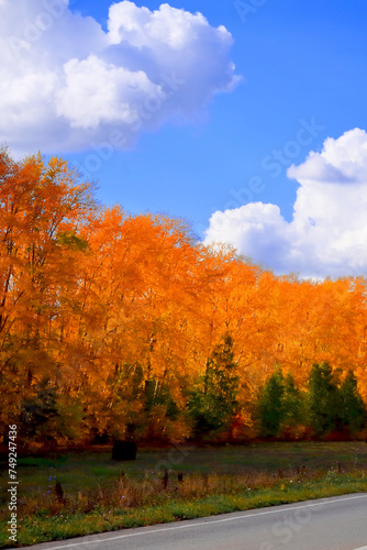 Autumn landscape with a winding road. with a yellow maple. A lonely tree with yellow and bright leaves.The ground is strewn with foliage. Autumn concept. landscape in the park.close-up.Postcard 