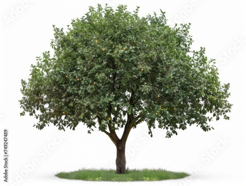 Tree With Abundant Leaves