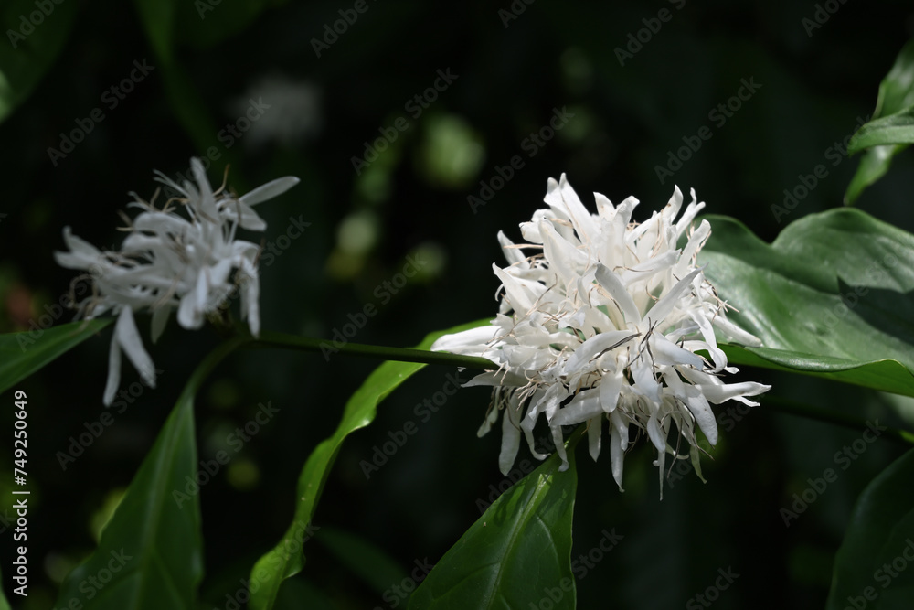 A cluster of white fragrant coffee flowers is blooming in sunlight A cluster of white fragrant coffee flowers is blooming in sunlight