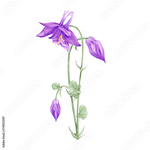 Hand drawn watercolor purple aquilegia flowers bouquet isolated on white background. Can be used for cards, label, scrapbook and other printed products.