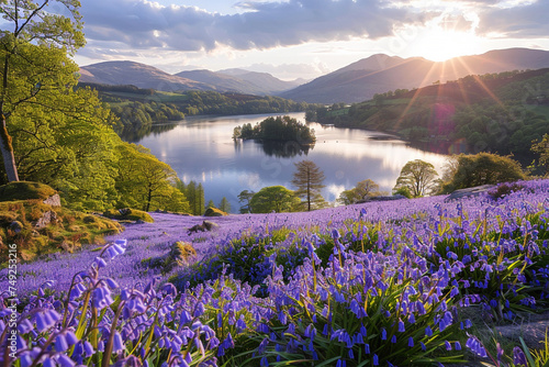 Bluebells on Loughrigg terrace, Lake District