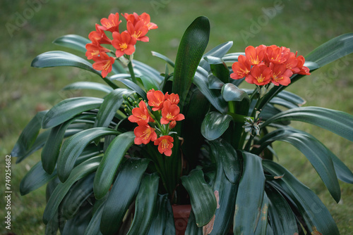 Red-orange blossoms of a bush lily (Clivia miniata). photo