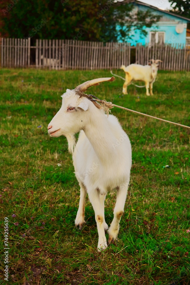 Goats.- A herd of goats, bearded goats grazing in a green meadow. they are grazing the grass. young goats with horns, a collective farm herd. Close-up. wildlife. The concept of animal husbandry on the Goats.- A herd of goats, bearded goats grazing in a green meadow. they are grazing the grass. young goats with horns, a collective farm herd. Close-up. wildlife. The concept of animal husbandry on the