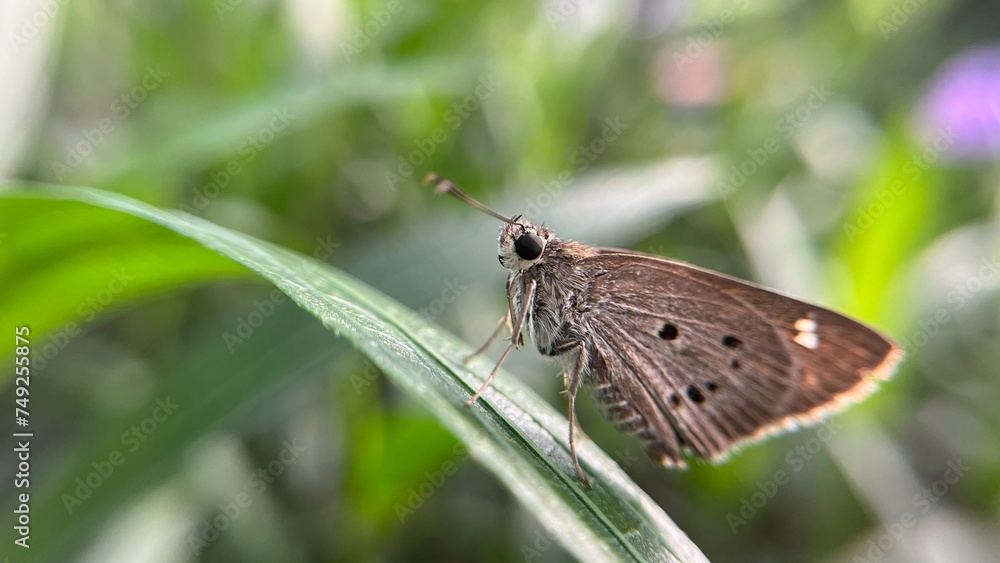 side view close up of Indian palm bob butterfly (suastus gremius) on a green leaf side view close up of Indian palm bob butterfly (suastus gremius) on a green leaf