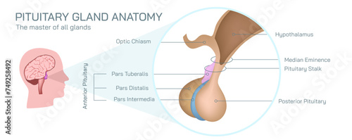 The pituitary gland makes, stores and releases hormones. The pituitary gland is located at the base of your brain, below your hypothalamus vector illustration.