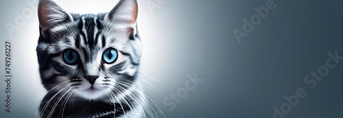 veterinary banner with Grey striped Cat on hands veterinarian doctor in veterinary clinic , copyspace