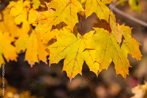 Yellow autumn leaves on trees in sunny weather.