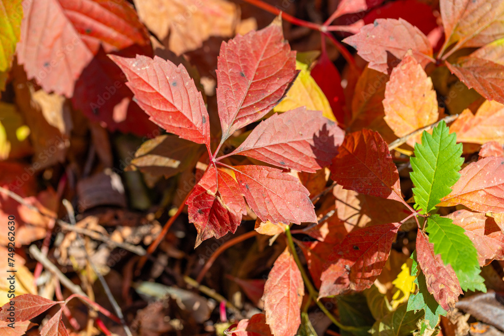 Red autumn leaves of trees in the sun.