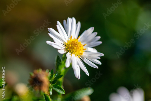 Chamomile aster flower in nature.