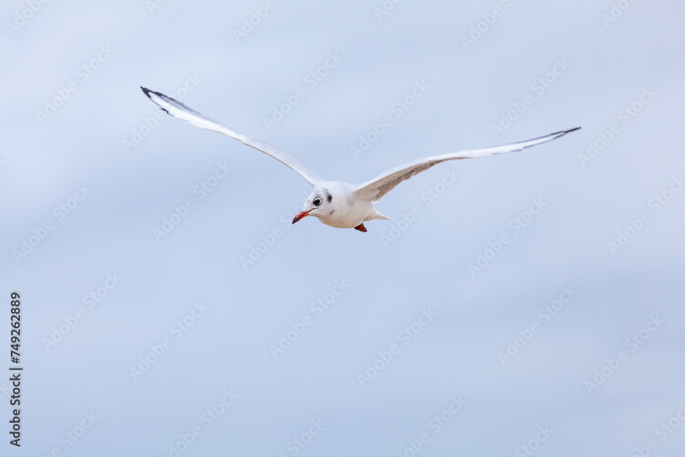 Seagull in the natural environment on the Baltic Sea. Seagull in the natural environment on the Baltic Sea.