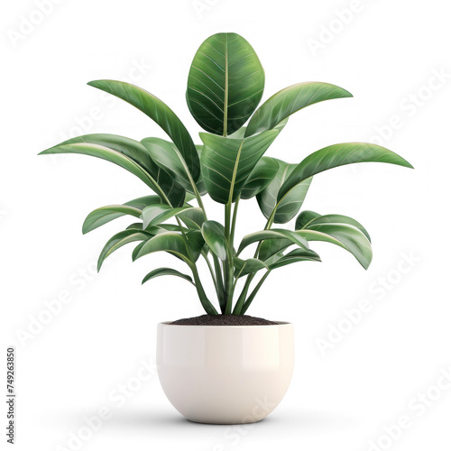 3d renderd decorative houseplant on transparency background PNG 
