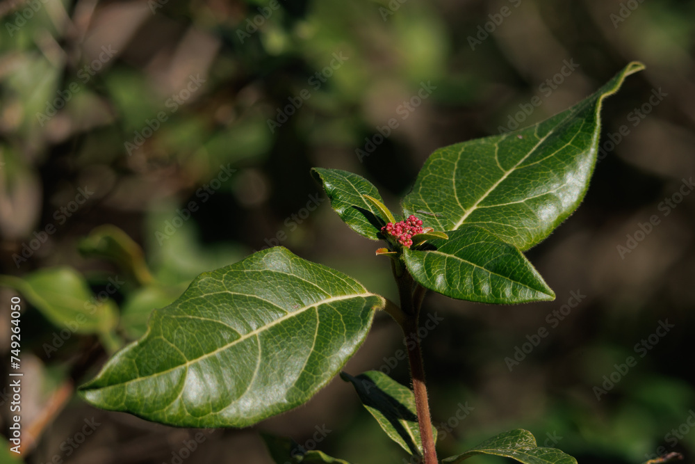 Arbusto durillo o laurel salvaje, Viburnum tinus, utilizada en medicina alternativa para bajar la fiebre, Alcoy, España Arbusto durillo o laurel salvaje, Viburnum tinus, utilizada en medicina alternativa para bajar la fiebre, Alcoy, España