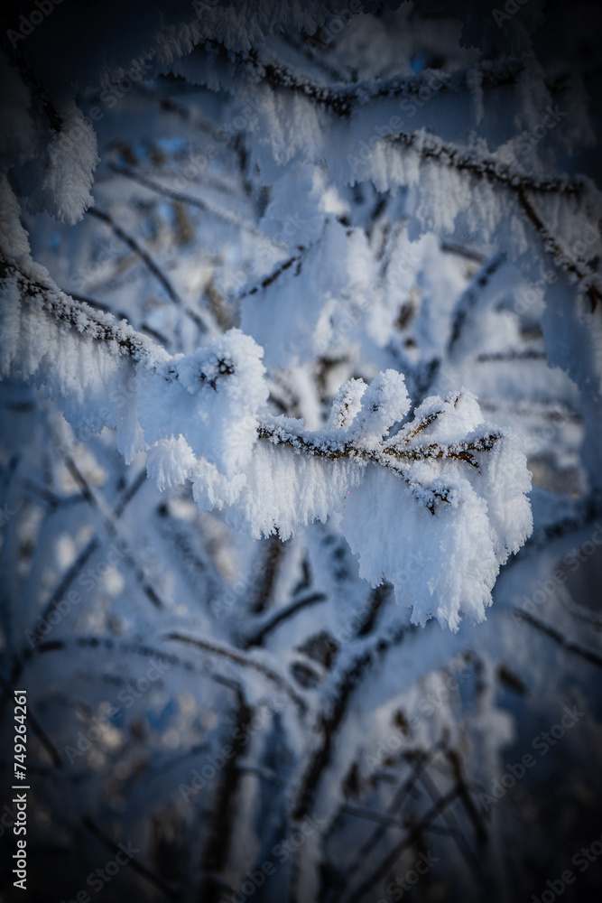 Frozen tree branches in the winter forest. Beautiful winter landscape. Frozen tree branches in the winter forest. Beautiful winter landscape.