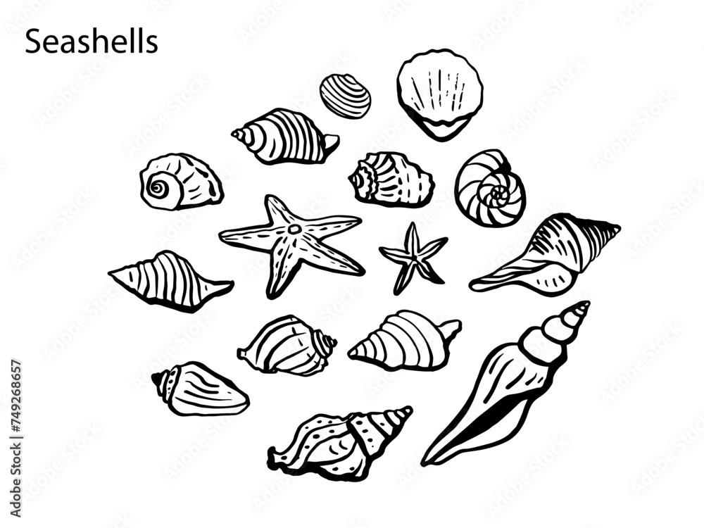 Obraz premium Seashells vector set. Hand drawn illustrations on white background. Marine monochrome sketch.