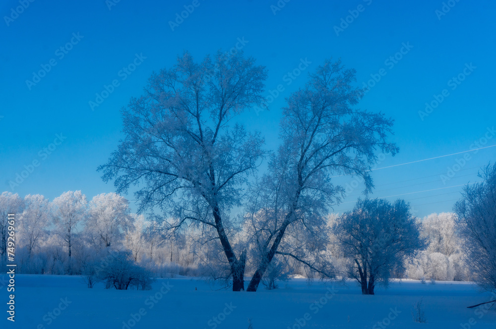 Trees in hoarfrost on a background of blue winter sky Trees in hoarfrost on a background of blue winter sky