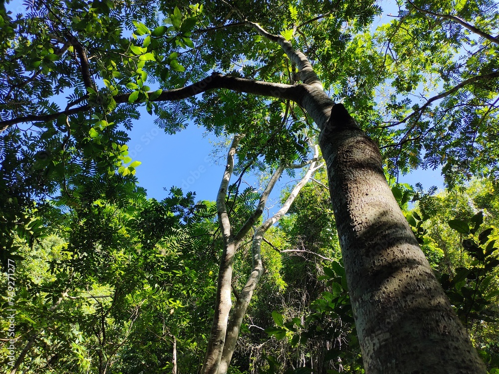 Fototapeta premium tree in the forest