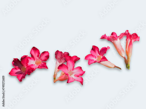 Pink flowers of Adenium obesum blossom isolated on white background, other common names : Desert rose, Mock Azalea, Pinkbignonia, Impala lily.