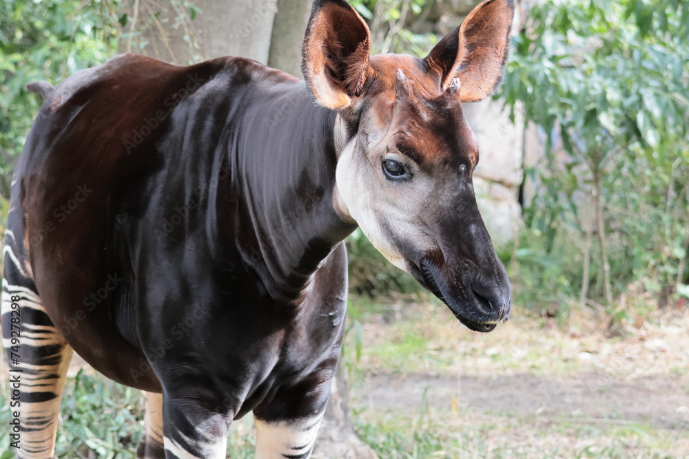 Fototapeta premium オカピ