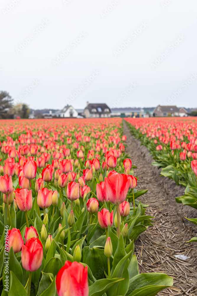 red tulip field, flower field, spring, Holland tulips, close up, flower festival, nature, beauty, flora, red flowers, garden, farmer's field, harvest, floristry, floral splendor, aroma, agriculture