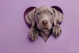 A charming Weimaraner puppy peeks out of a heart-shaped hole in a lavender wall. a pet. a breed of dog.