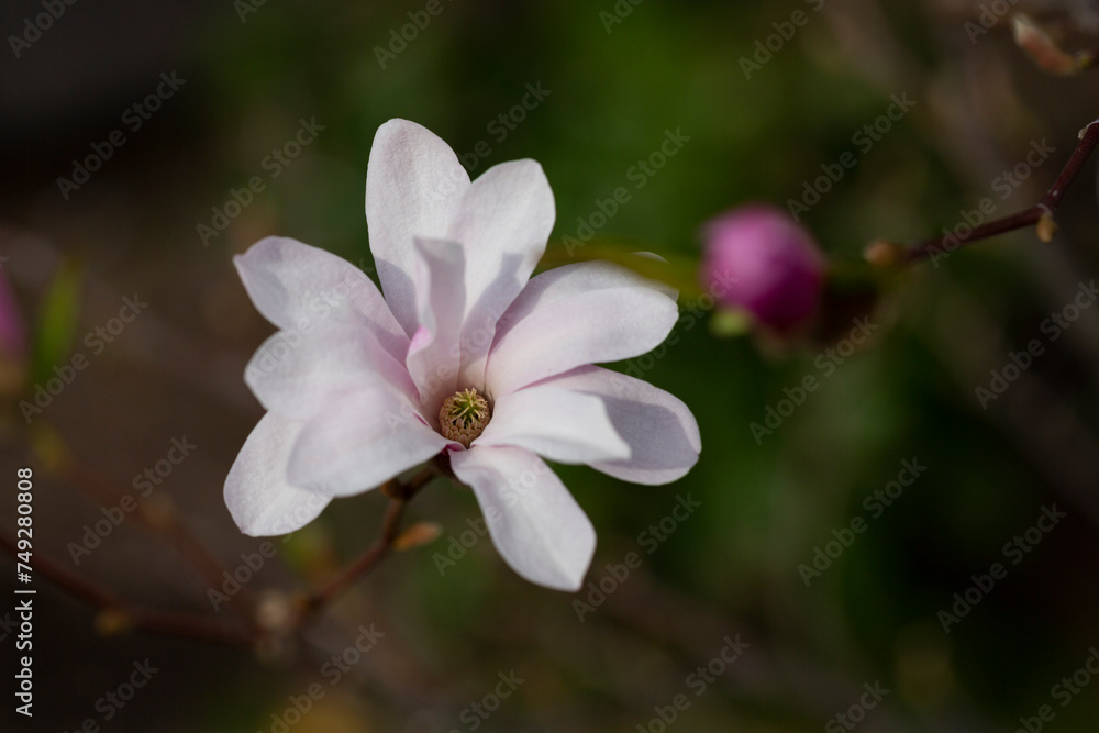 Magnolia flowers, close up. Flowering Magnolia Tree Magnolia loebneri 'Leonard Messel' . Star Blossoming Magnolia flowers