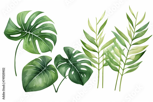 Exotic plants, palm leaves, monstera on an isolated white background, watercolor vector illustration  photo