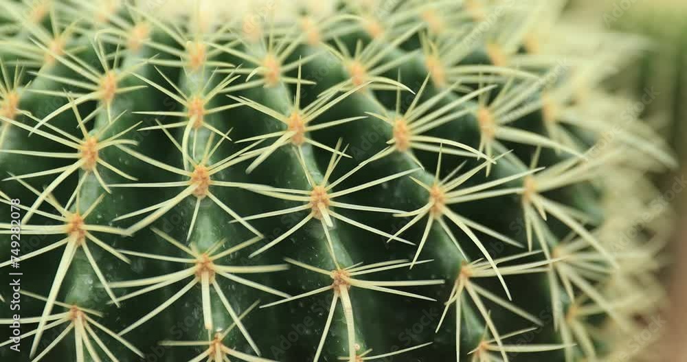 Green Cactus with Sharp Spikes