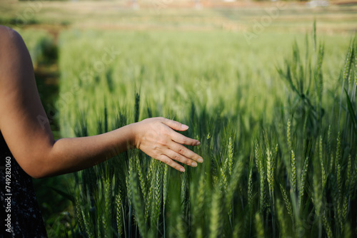 Woman touching a young wheat in the field. Natural farming and agriculture concept