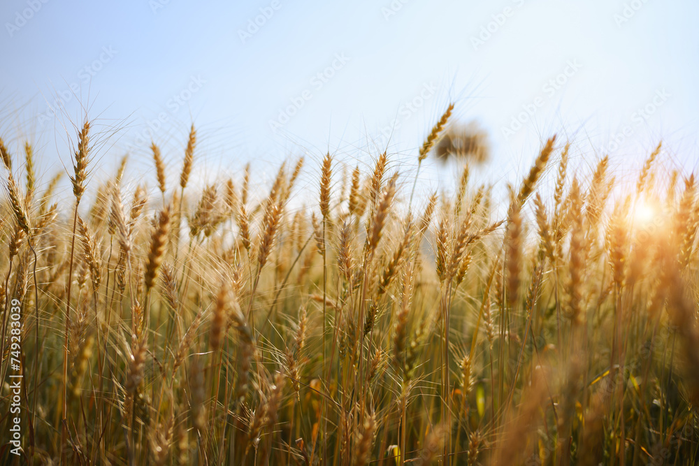 Golden wheat field with blue sky and sunlight. Natural farming and agriculture concept Golden wheat field with blue sky and sunlight. Natural farming and agriculture concept