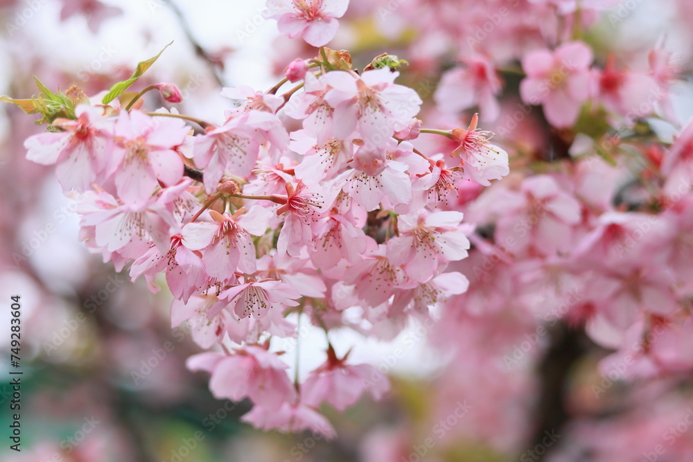 桜 桜