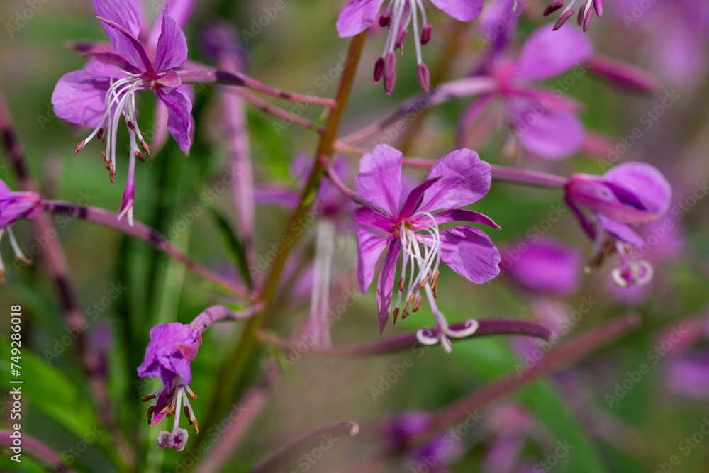 Close up of pink flower of rosebay willowherb Chamaenerion angustifolium on light green background.