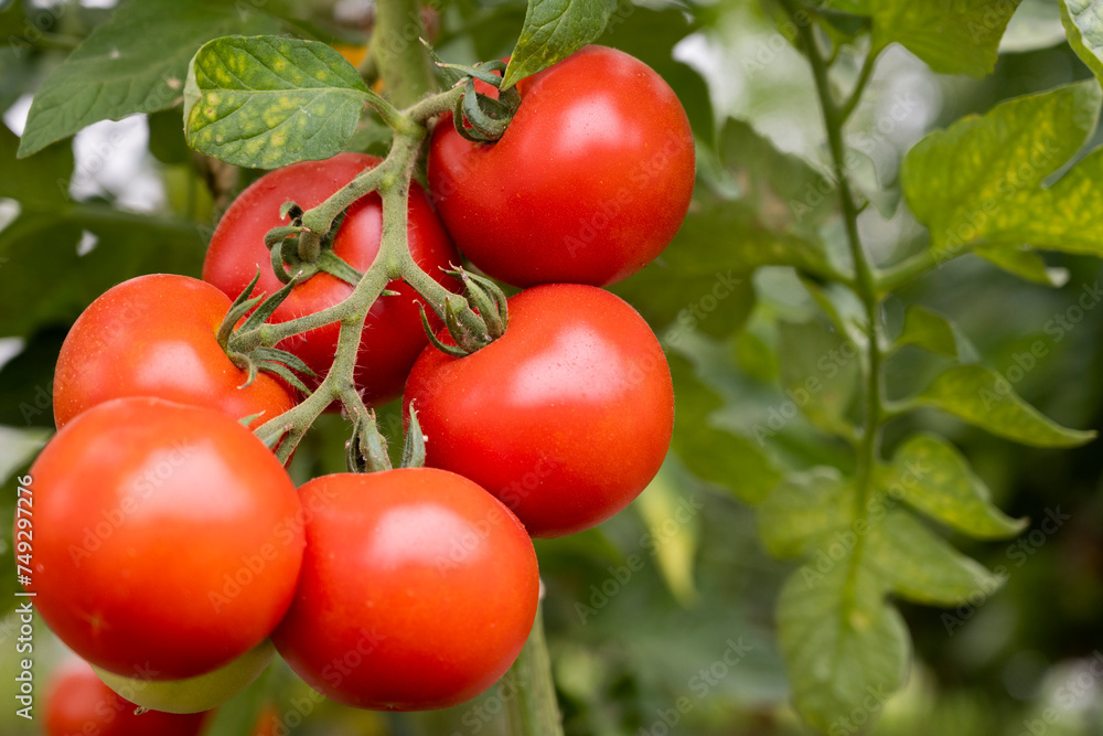 Red ripe tomatoes ready for harvest