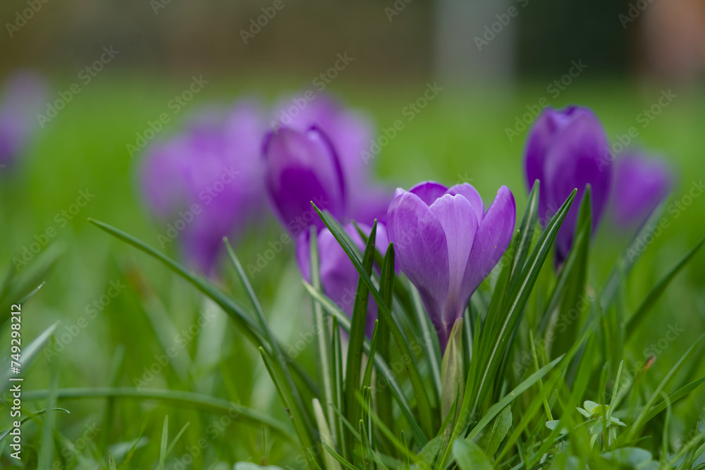 Close up of blooming purple crocuses in the spring