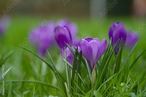 Close up of blooming purple crocuses in the spring